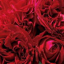 Красные, пурпурные и малиновые сорта роз ТРАВИАТА