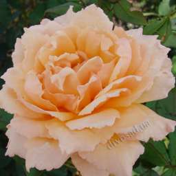 Персиковые и оранжевые сорта роз ВАЛЕНСИЯ