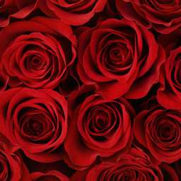 Красные, пурпурные и малиновые сорта роз ВАЛЕНТИНА