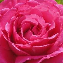 Штамбовые  розы  с чайно-гибридными сортами и флорибунда ВЕЛАСКЕС, h=150 см, 2 года