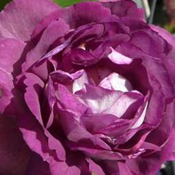 Красные, пурпурные и малиновые сорта роз ХАДДЕРСФИЛД XОРАЛ СЭСАЕТИ