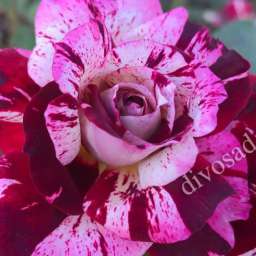 Биколорные (двухцветные) сорта роз ХУЛИО ИГЛЕСИАС