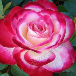 Биколорные (двухцветные) сорта роз ЖЮБИЛЕ ДЮ ПРИНЦ ДЕ МОНАКО