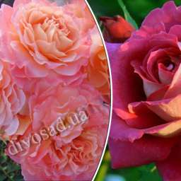 Штамбовые  розы  с парковыми сортами АВГУСТА ЛУИЗА+ДОКТОР МАССАД, h=150 см, 2 года