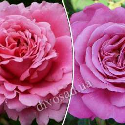 Штамбовые розы  ампельной формы БЬЕНВЕНЮ+АГНЕС ШИЛИНГЕР, h=140-150 см, 2 года
