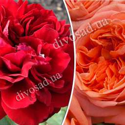 Штамбовые  розы  с чайно-гибридными сортами и флорибунда ИЗАБЕЛЬ РЕНЕССАНС+РЕНЕ ГОССИНИ, h=140 см, 2 года
