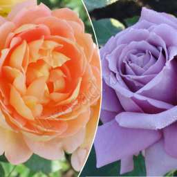 Штамбовые  розы  с английскими сортами ЛЕДИ ОФ ШАЛОТ+БЛЮ ПАРФЮМ, h=150 см, 2 года
