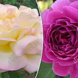 Штамбовые  розы  с чайно-гибридными сортами и флорибунда МИНЕРВА+ГЛОРИЯ ДЕЙ, h=140 см, 2 года