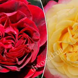 Штамбовые  розы  с парковыми сортами НАДИ РЕНЕССАНС+КОРДЕС ДЖЮБИЛИ, h=150 см, 2 года