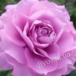 Cиреневые сорта роз НОВАЛИС, h=140-150 см, 2 года