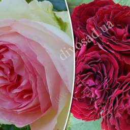 Штамбовые розы с плетистыми сортами ПЬЕР ДЕ РОНСАР+РЕД СЕНСЕЙШН, h=140 см, 2 года