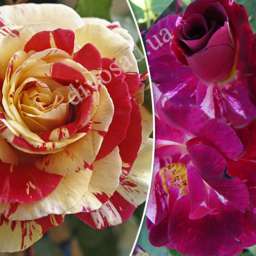 Штамбовые розы  ампельной формы ПЁРПЛ СПЛЕШ+ВАНИЛЬ ФРЕЗ, h=140 см, 2 года