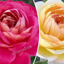 Штамбовые  розы  с чайно-гибридными сортами и флорибунда ШАТО ДЕ ШЕВЕРНИ+СОНТЕНЕР ДЕ Л'АЙ-ЛЕ-РОЗ, h=140 см, 2 года