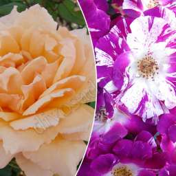 Штамбовые  розы  с чайно-гибридными сортами и флорибунда ВАЛЕНСИЯ+ПЁРПЛ СПЛЕШ, h=150 см, 2 года, контейнер 5 л