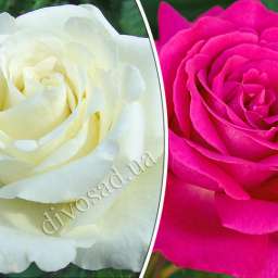 Штамбовые  розы  с чайно-гибридными сортами и флорибунда ВАЙТ КРИСТМАС+ВЕЛАСКЕС, h=140 см, 2 года