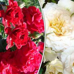 Штамбовые  розы  с почвопокровными  сортами ХЕЛЛОУ+НАДИН КСЕЛЛА-РИЧЧИ, h=150 см, 2 года