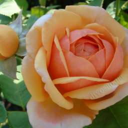 Персиковые, оранжевые, кремовые, жёлтые  сорта английских  роз ЧАРЛЬЗ ОСТИН