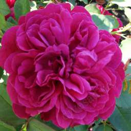 Красные, малиновые, пурпурные  сорта роз ДАРСИ БАССЕЛ