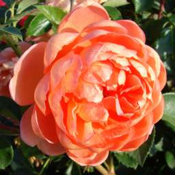 Персиковые, оранжевые, кремовые, жёлтые  сорта английских  роз ПЭТ ОСТИН