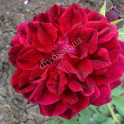 Красные, малиновые, пурпурные  сорта роз ДАРК ЛЕДИ
