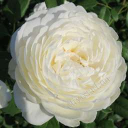 Теневыносливые сорта английских роз КЛЕР ОСТИН, h=150 см, 2 года