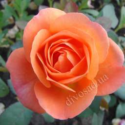 Персиковые, оранжевые, кремовые, жёлтые  сорта английских  роз ЛЕДИ ГАМИЛЬТОН