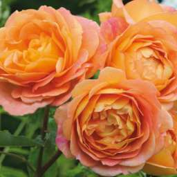 Персиковые, оранжевые, кремовые, жёлтые  сорта английских  роз ЛЕДИ ОФ ШАЛОТ