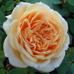 Персиковые, оранжевые, кремовые, жёлтые  сорта английских  роз ТЕСИНГ ДЖОРДЖИЯ