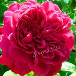 Красные, малиновые, пурпурные  сорта роз ТОМАС БЕКЕТ