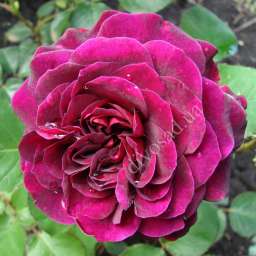 Красные, малиновые, пурпурные  сорта роз ТРАДЕСКАНТ