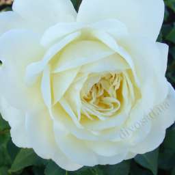 Белые сорта  английских роз ТРАНКВИЛИТИ