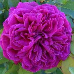 Красные, малиновые, пурпурные  сорта роз ВИЛЬЯМ ШЕКСПИР 2000
