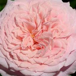Кремовые, бело-розовые, белые сорта парковых роз ВИЛЬЯМС КРИСТИ