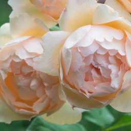 Персиковые, оранжевые, кремовые, жёлтые  сорта английских  роз ВОЛЛЕРТОН ОЛД ХОЛЛ, контейнер 5 л