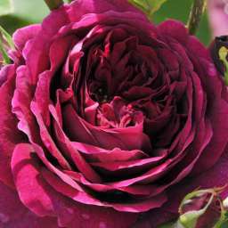 Красные, малиновые, пурпурные  сорта роз ЗЕ ПРИНС