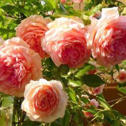Персиковые, оранжевые, кремовые, жёлтые  сорта английских  роз ЖАНЕТ