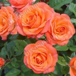 Роза спрей (высота 40-60 см) АЛЛЕГРИЯ