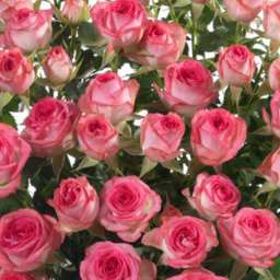 Роза спрей (высота 40-60 см) ФАБИОЛА
