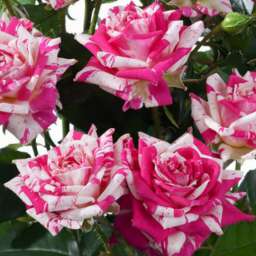 Роза спрей (высота 40-60 см) ФЛЕШИНГ
