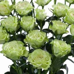 Роза спрей (высота 40-60 см) ЛУВИАНА