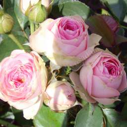 Роза спрей (высота 40-60 см) МИМИ ЭДЕН