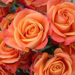 Роза спрей (высота 40-60 см) ОРАНЖ БЕБИ