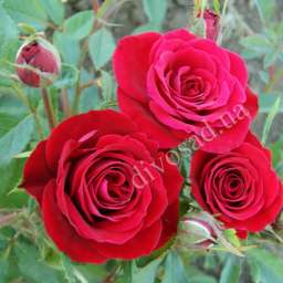Роза спрей (высота 40-60 см) РЕД МАКАРЕНО