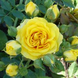 Роза спрей (высота 40-60 см) САНСЕТ