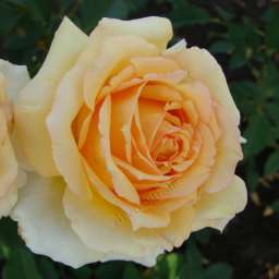 Персиковые, жёлтые, оранжевые сорта парковых  роз СОФИ РЕНЕССАНС