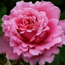 Красные, малиновые,  ярко-розовые сорта плетистых роз БЬЕНВЕНЮ, контейнер 5 л