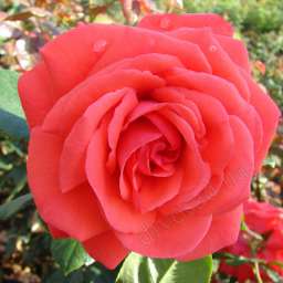 Красные, малиновые,  ярко-розовые сорта плетистых роз МАЙНТАУЭР