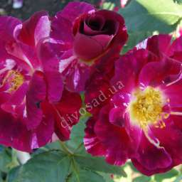 Штамбовые розы с плетистыми сортами ПЁРПЛ СПЛЕШ, h=130 см, 2 года