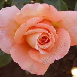 Персиковые, оранжевые, жёлтые сорта плетистых роз БАРОК
