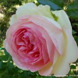 Нежно-розовые, кремовые и белые сорта плетистых роз ПЬЕР ДЕ РОНСАР/Эден Роуз